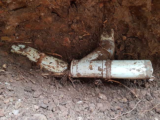 Tree root damage to plumbers pipe